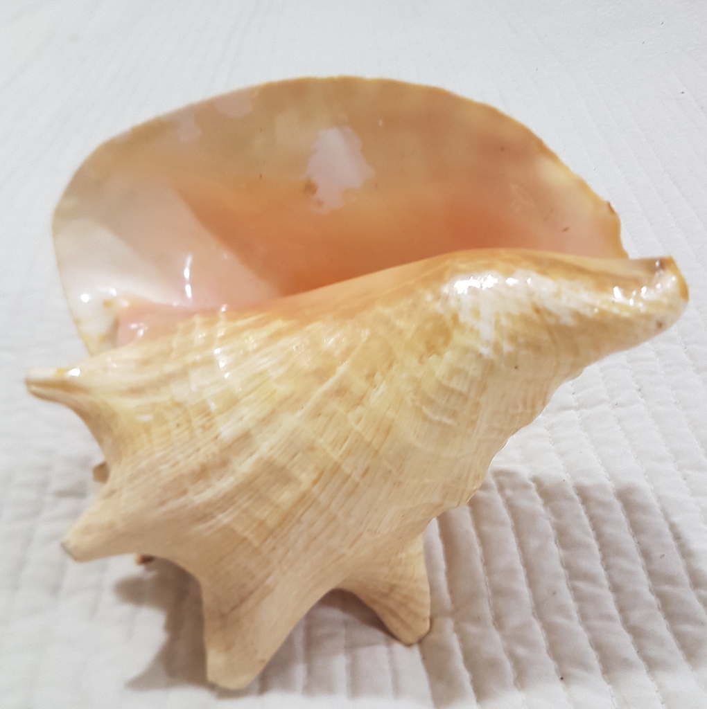 Salesea Shell